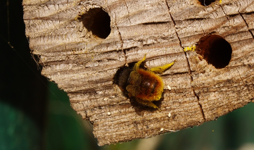 Gehörnte Mauerbiene in Niströhre