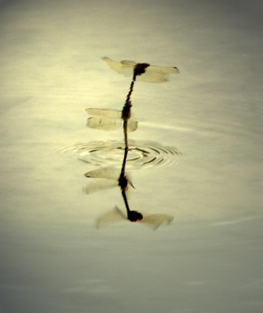 Libellen paaren sich, Spiegelung im Wasser